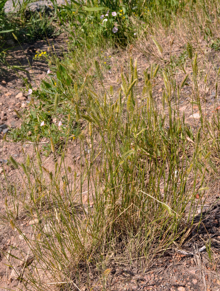 Image of genus Agropyron specimen.