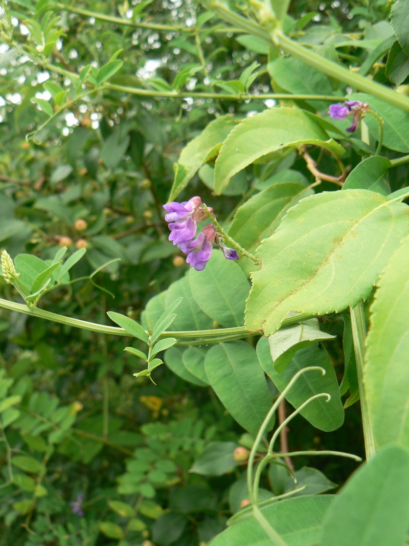 Изображение особи род Vicia.