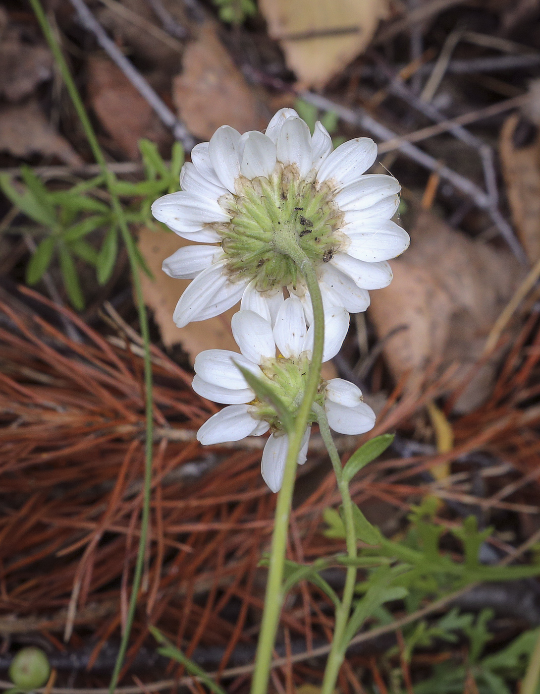 Image of Chrysanthemum zawadskii specimen.