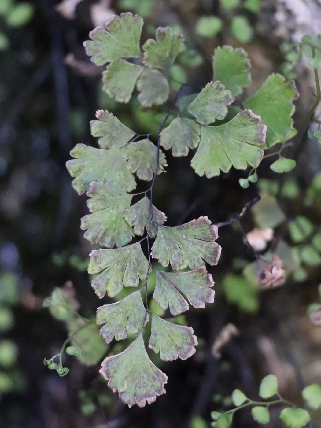 Изображение особи Adiantum capillus-veneris.