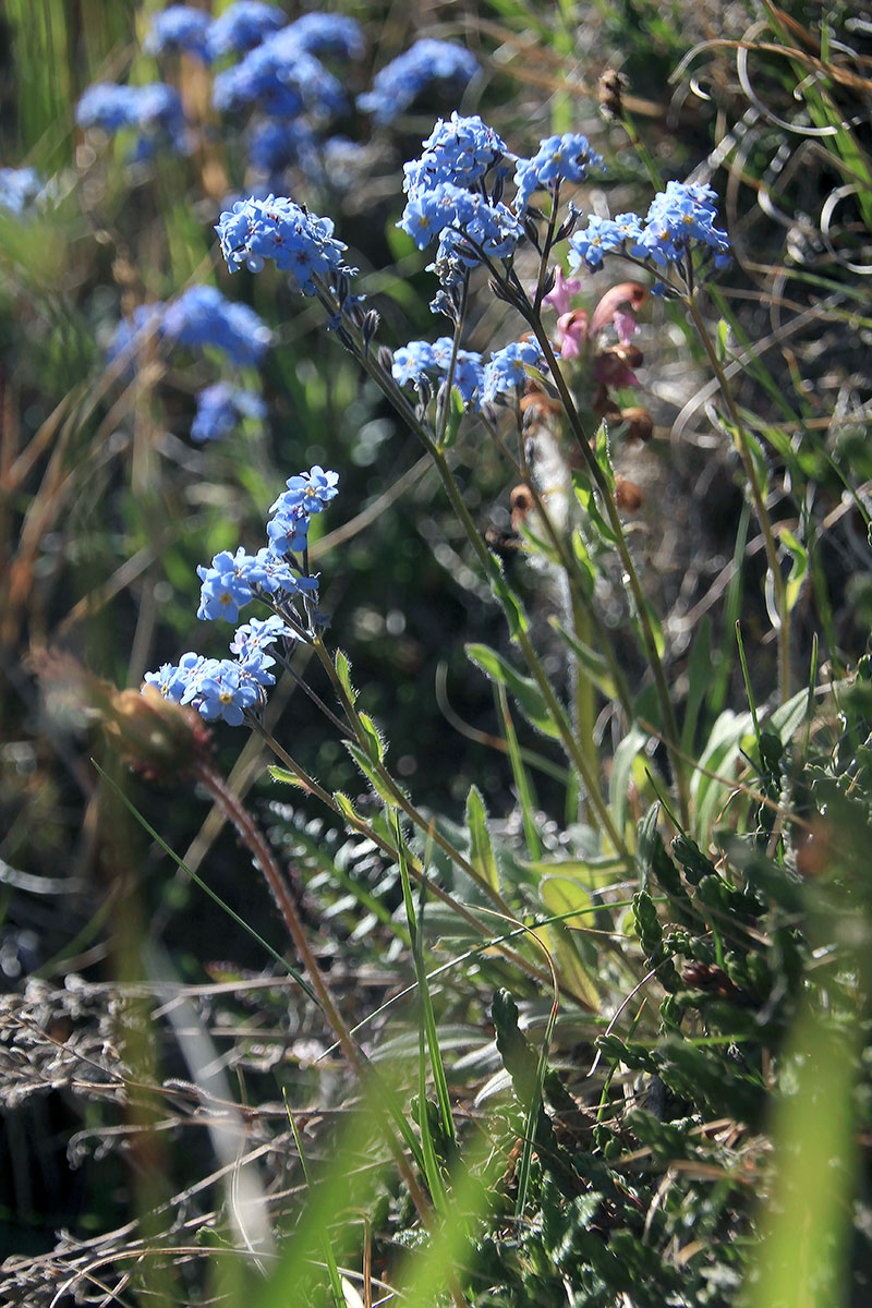 Изображение особи Myosotis asiatica.