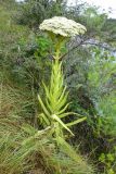 Crassula acinaciformis