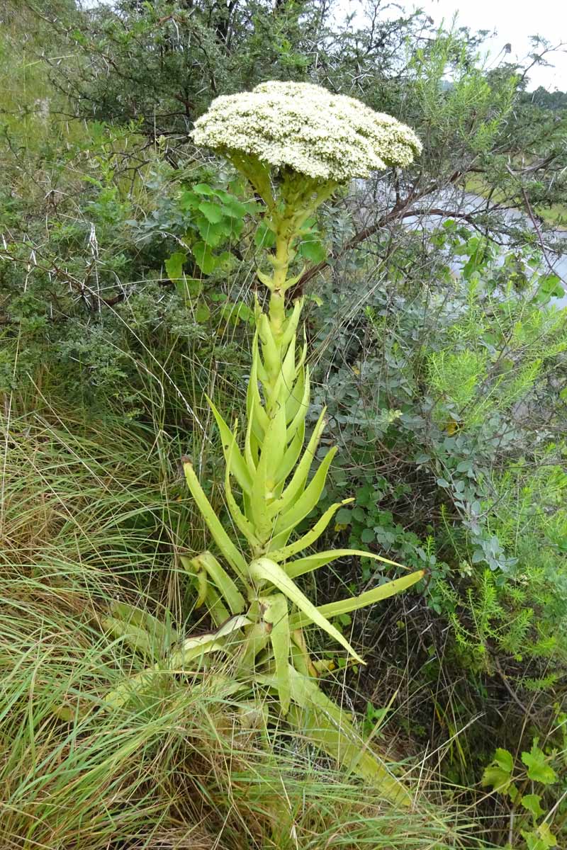 Image of Crassula acinaciformis specimen.