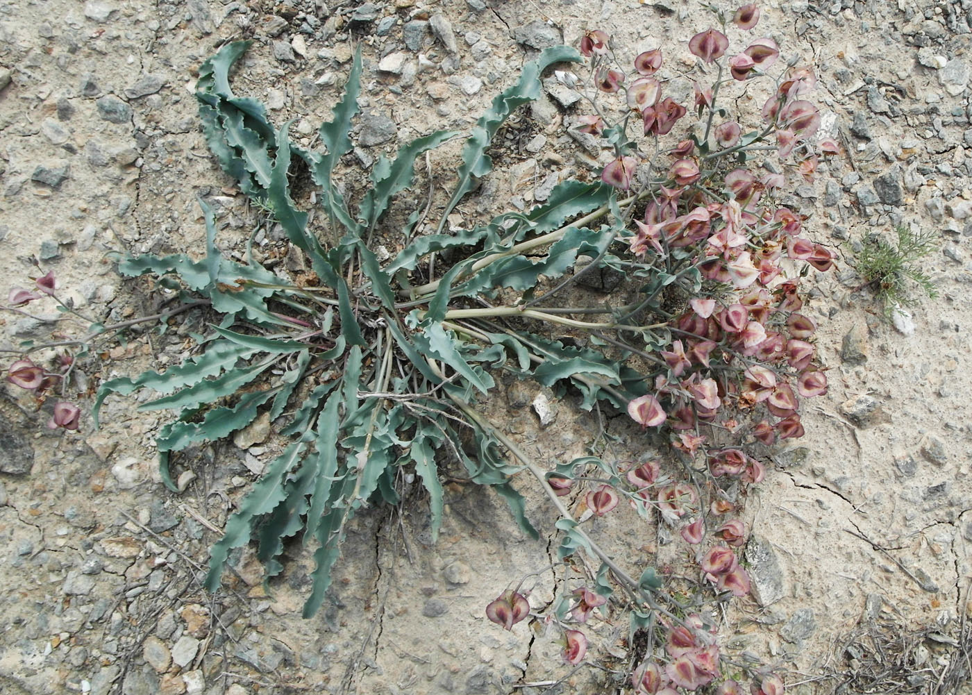 Изображение особи Rindera tetraspis.