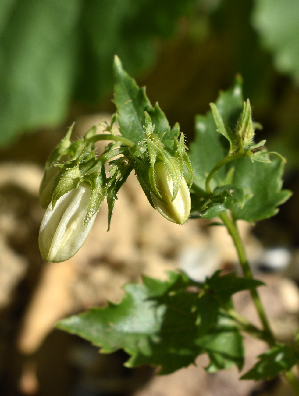 Image of Campanula kemulariae specimen.