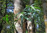 семейство Polypodiaceae. Вегетирующее растение. Мадагаскар, провинция Туамасина, регион Ацинанана, заповедник \"Пальмариум\", на стволе дерева. 13.10.2016.