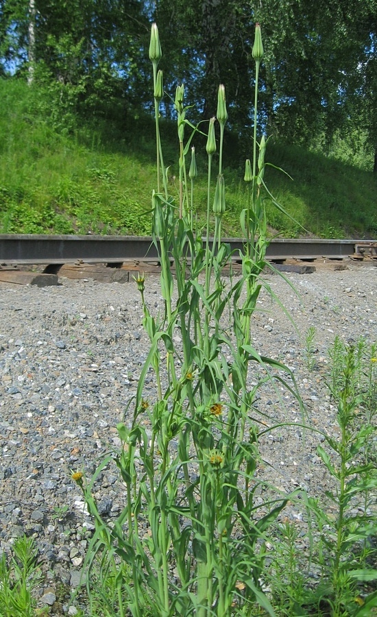 Изображение особи Tragopogon sibiricus.