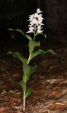 Cephalanthera caucasica. Цветущее растение. Дагестан, Табасаранский р-н, окр. с. Татиль, буковый лес. 23 мая 2022 г.