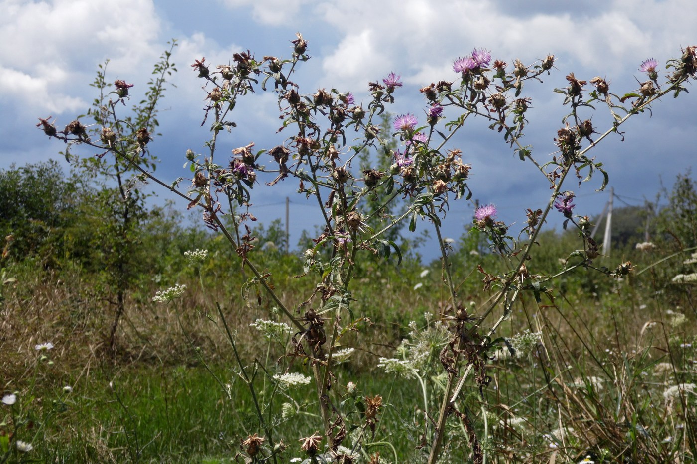 Image of Centaurea iberica specimen.