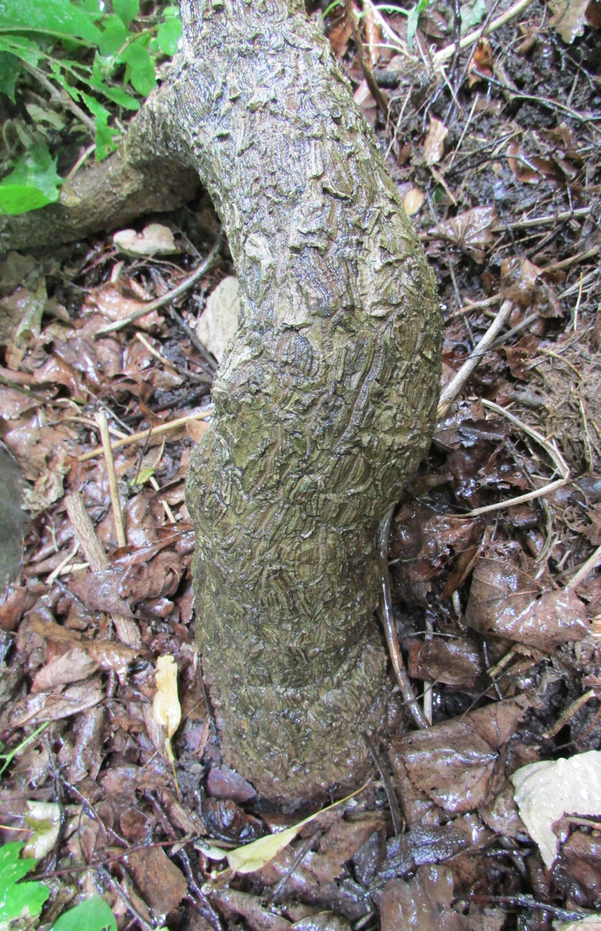 Изображение особи Aristolochia manshuriensis.