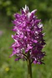 Orchis militaris. Соцветие. Ленинградская обл., Гатчинский р-н, окр. пос. Пудость, заброшенный травертиновый карьер, поляна среди кустарников на берегу озерка. 11.06.2022.