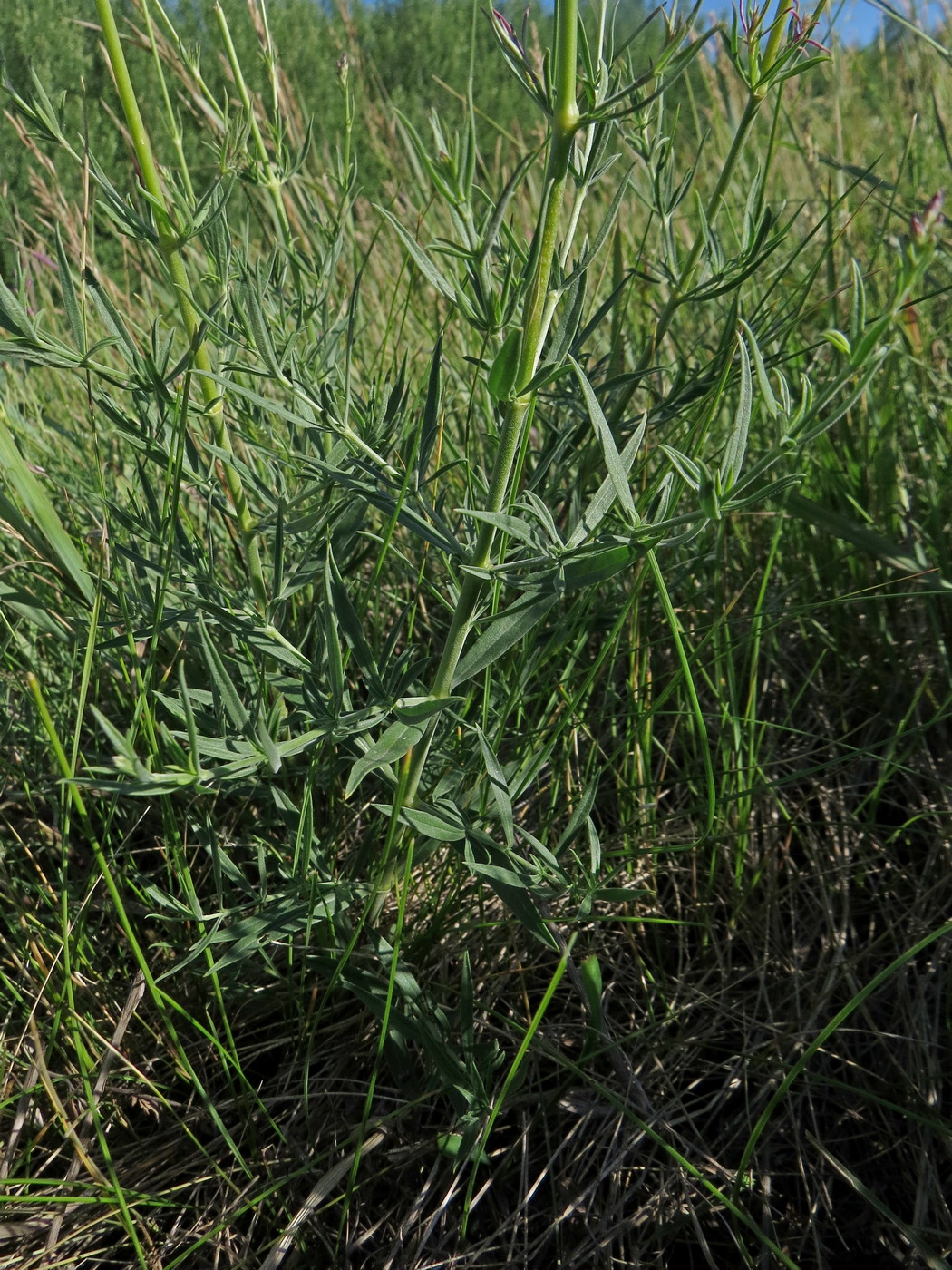 Изображение особи Silene sibirica.