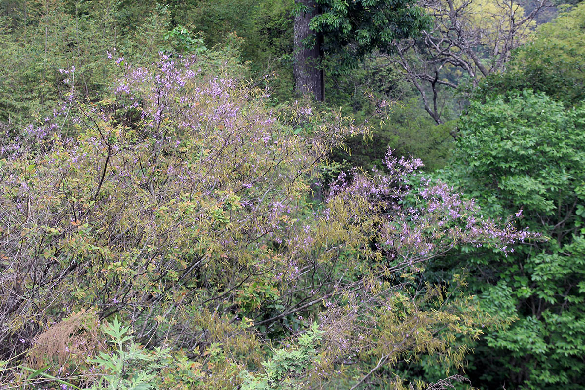 Image of familia Fabaceae specimen.