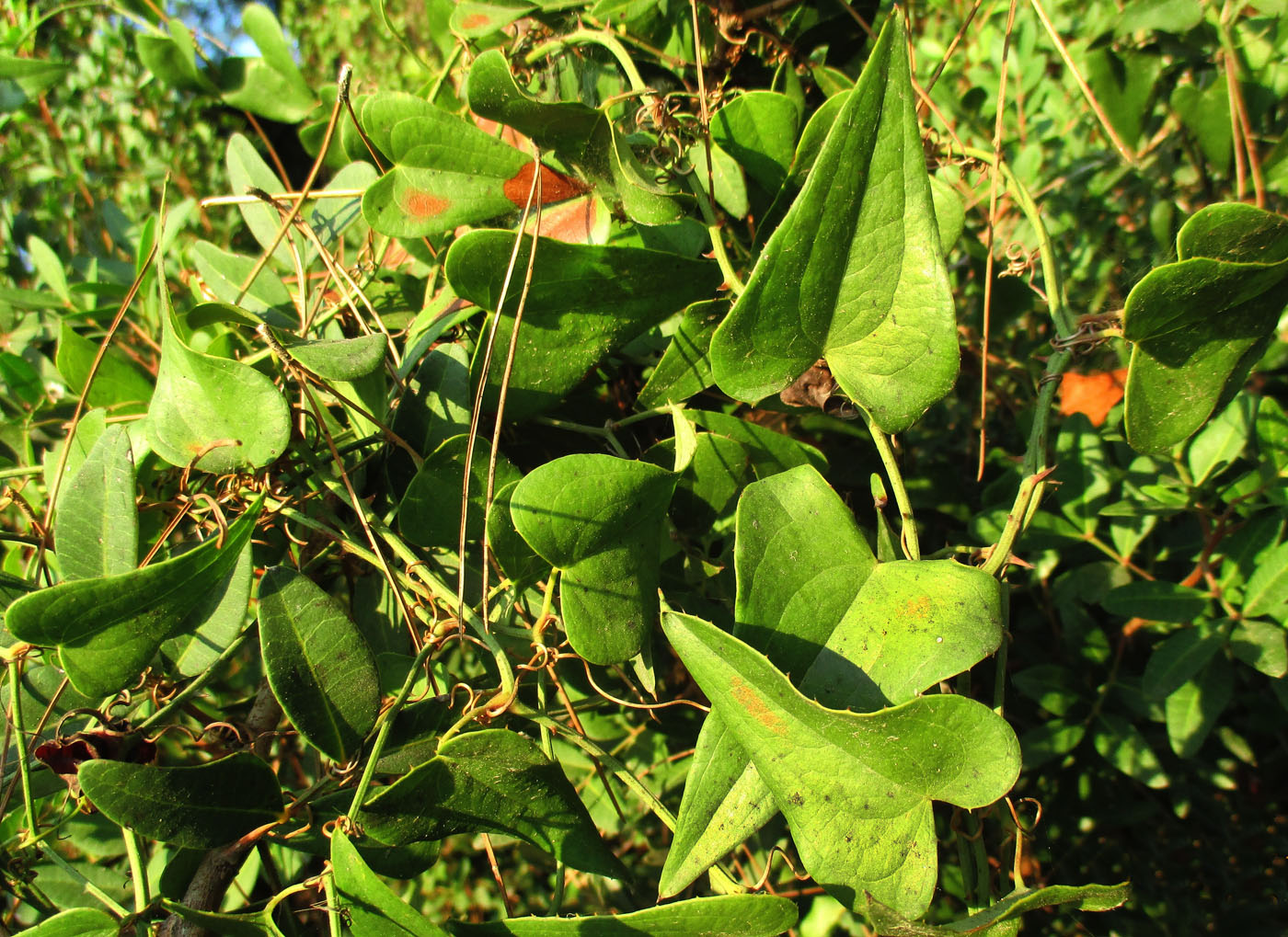 Изображение особи Smilax aspera.