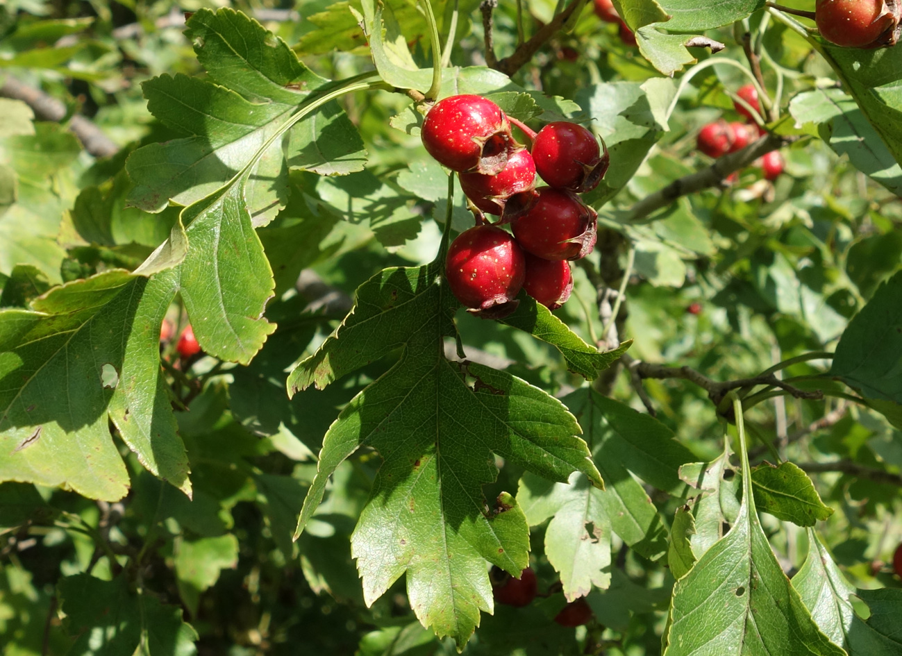 Image of Crataegus pinnatifida specimen.