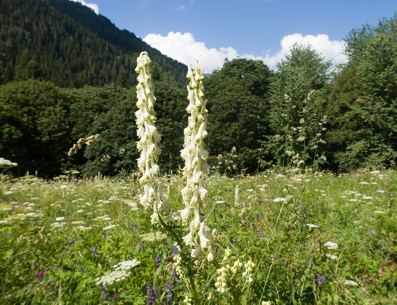 Изображение особи Aconitum orientale.