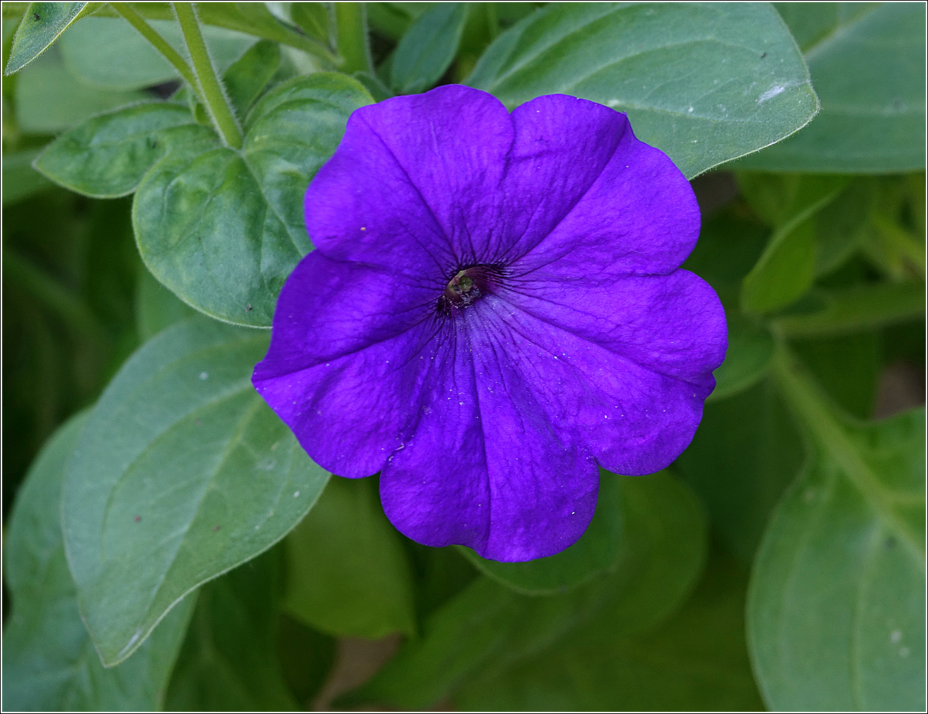 Image of Petunia &times; atkinsiana specimen.