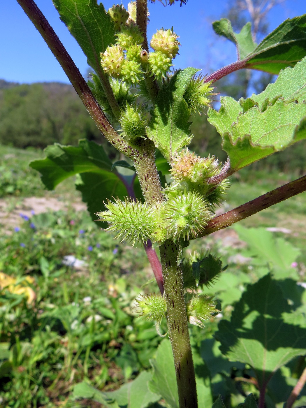 Image of Xanthium orientale specimen.