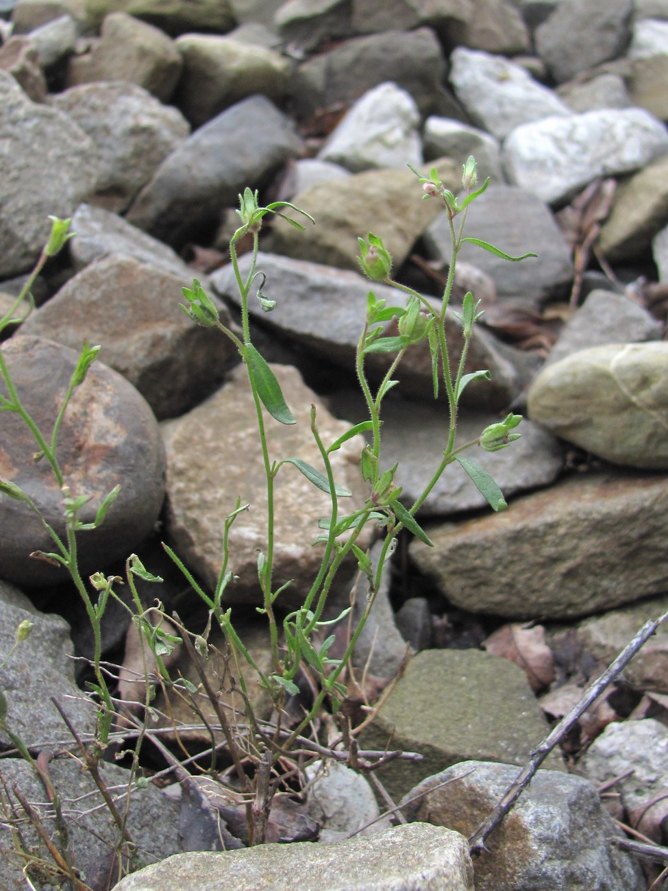 Image of Chaenorhinum minus specimen.