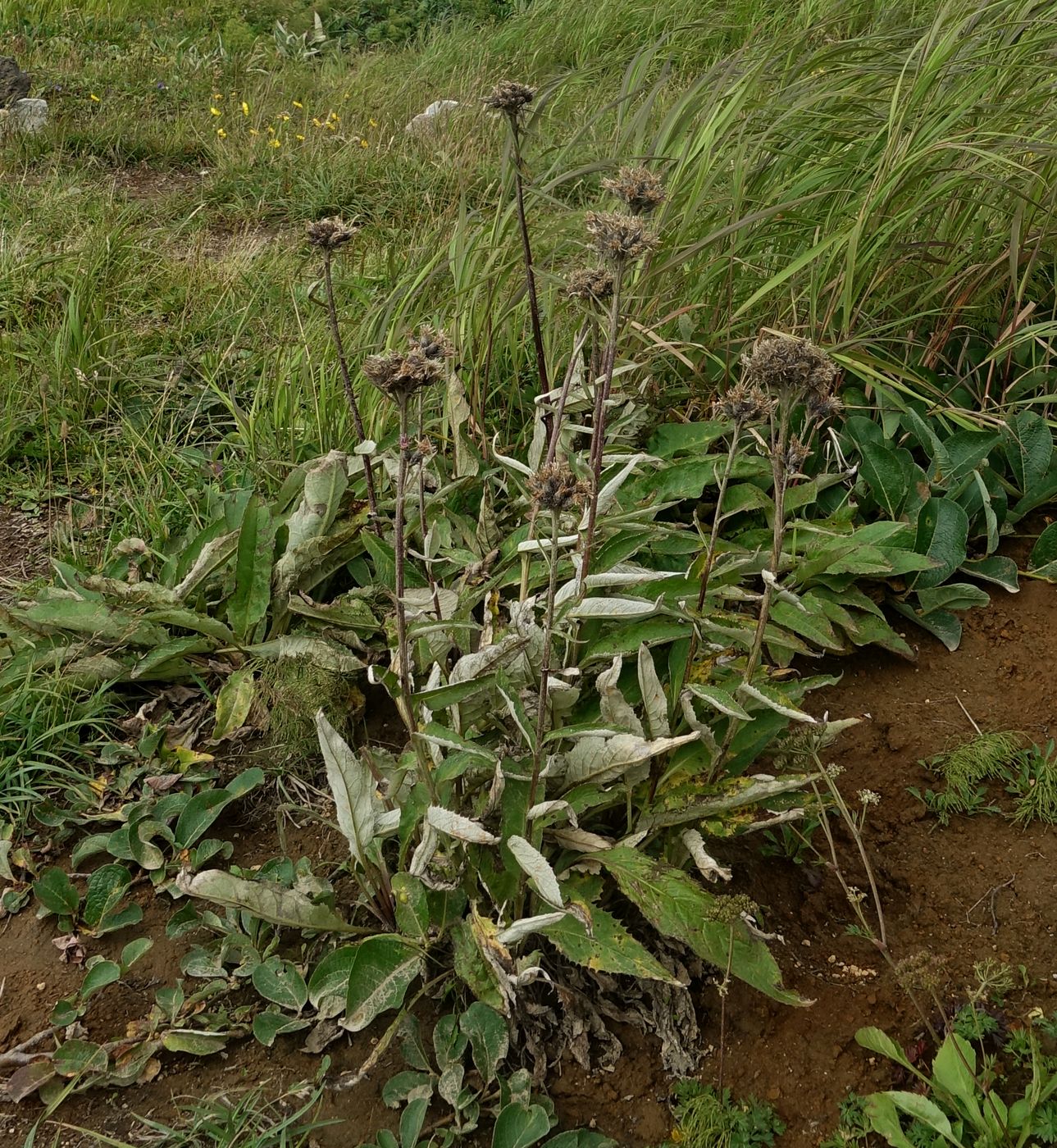 Изображение особи Saussurea pseudotilesii.