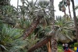 Chamaerops humilis