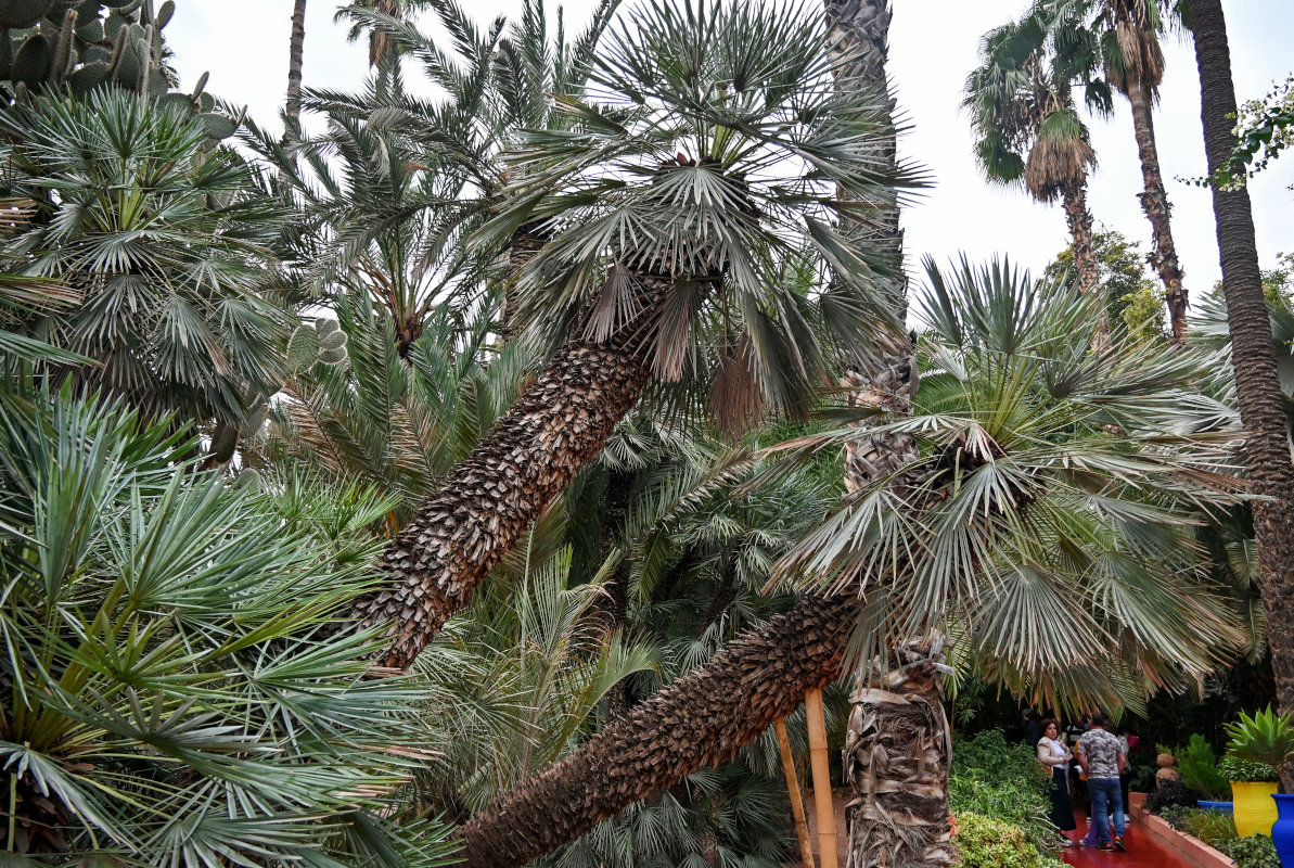 Image of Chamaerops humilis specimen.