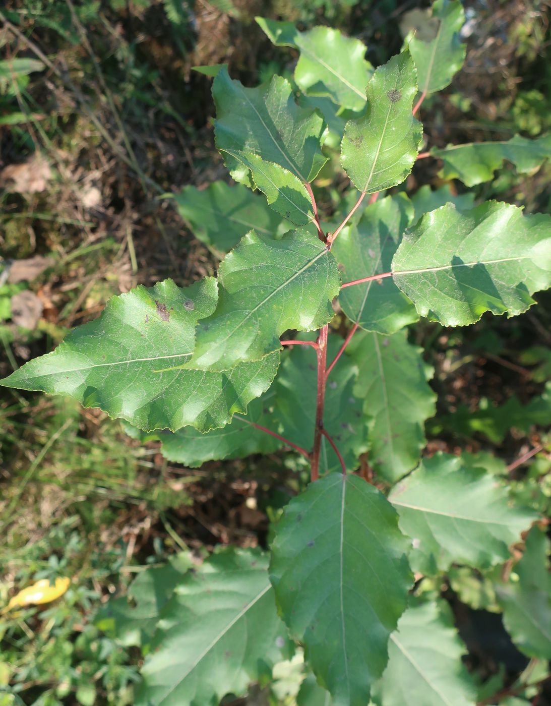 Image of Populus × berolinensis specimen.