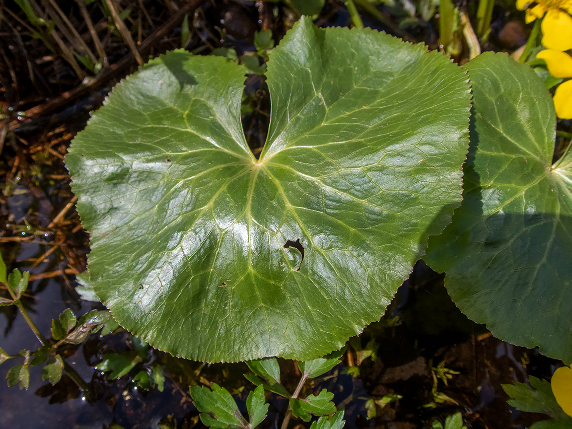 Изображение особи Caltha palustris.