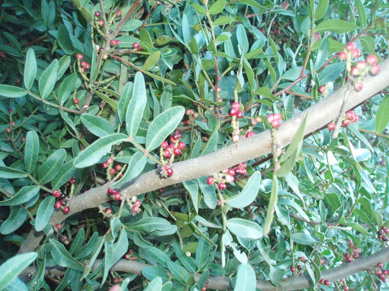 Image of Pistacia lentiscus specimen.
