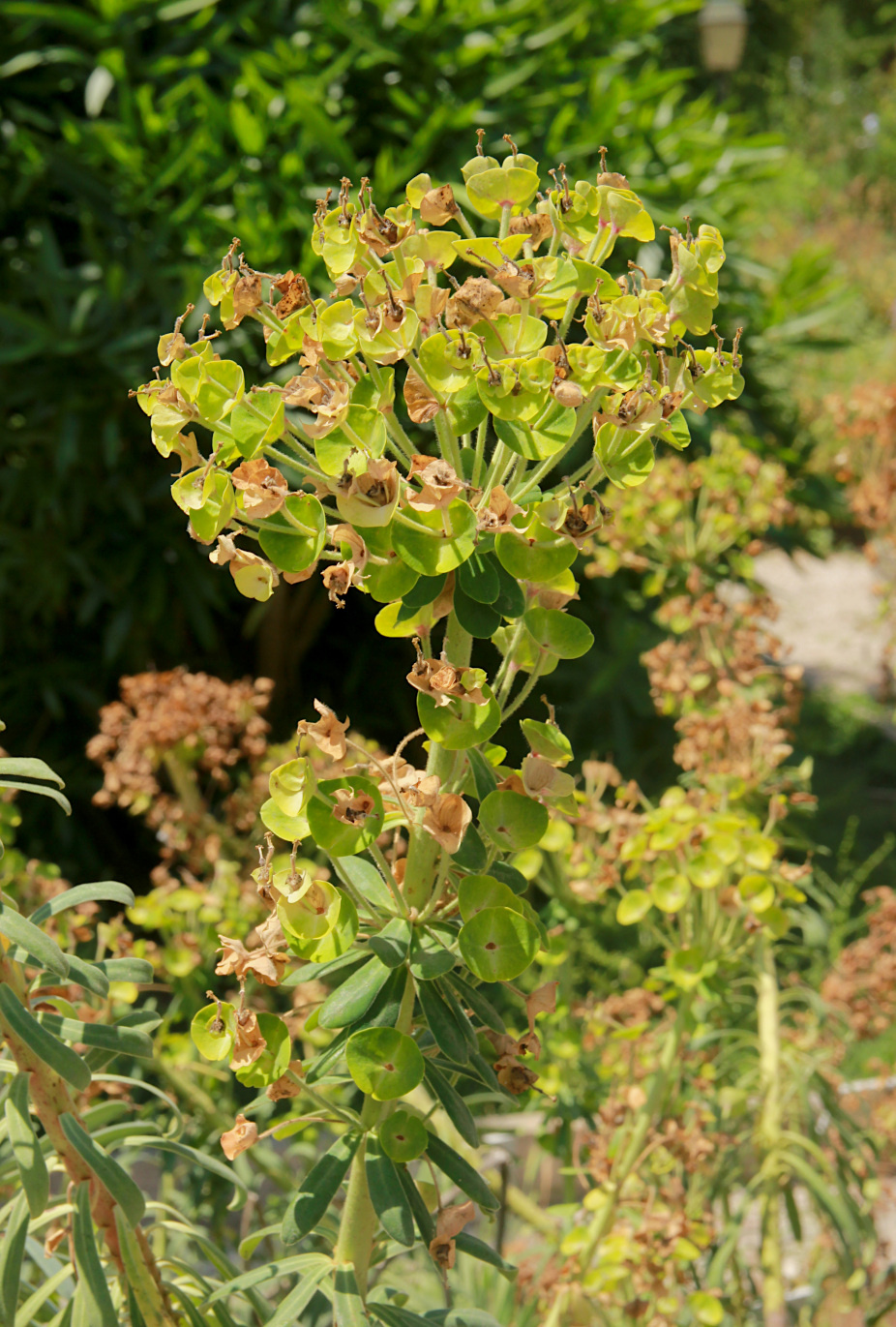 Изображение особи Euphorbia characias.