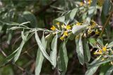 Elaeagnus angustifolia. Часть ветви с цветками. Астраханская обл., Черноярский р-н, окр. с. Солёное Займище, берег р. Волга, пойменный лес. 02.06.2022.