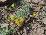 Astragalus pseudodianthus