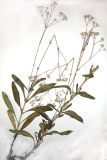 Gypsophila altissima