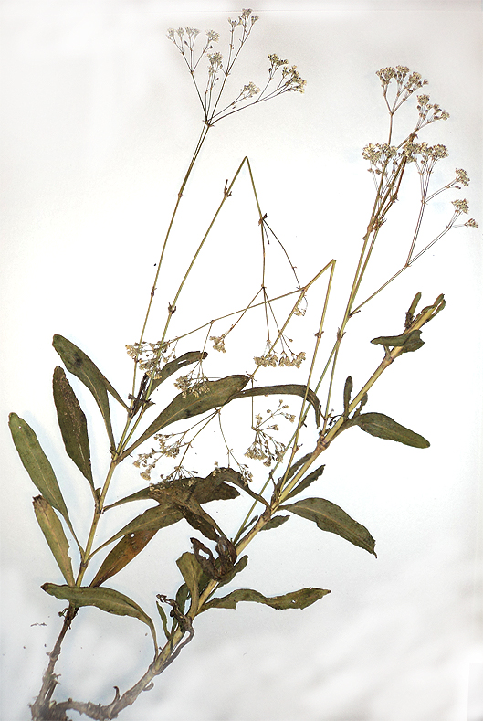 Image of Gypsophila altissima specimen.