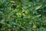 Euphorbia glaberrima