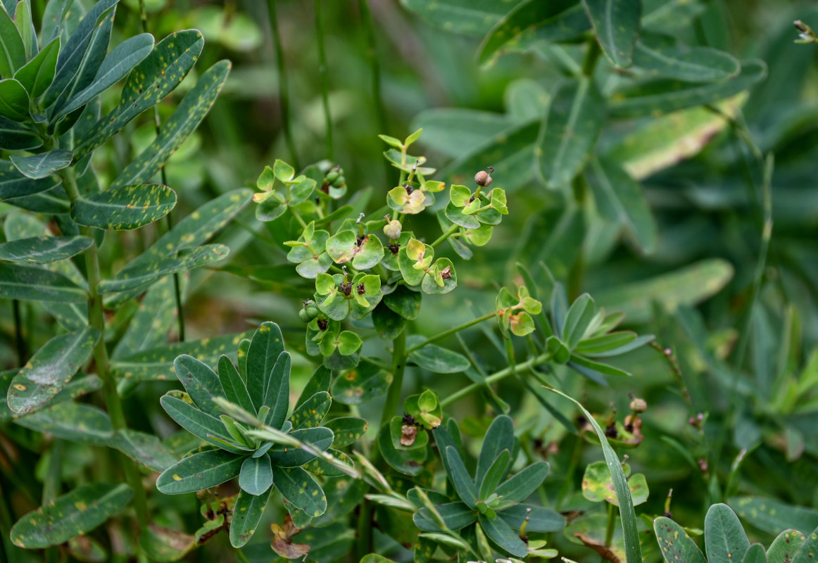 Изображение особи Euphorbia glaberrima.