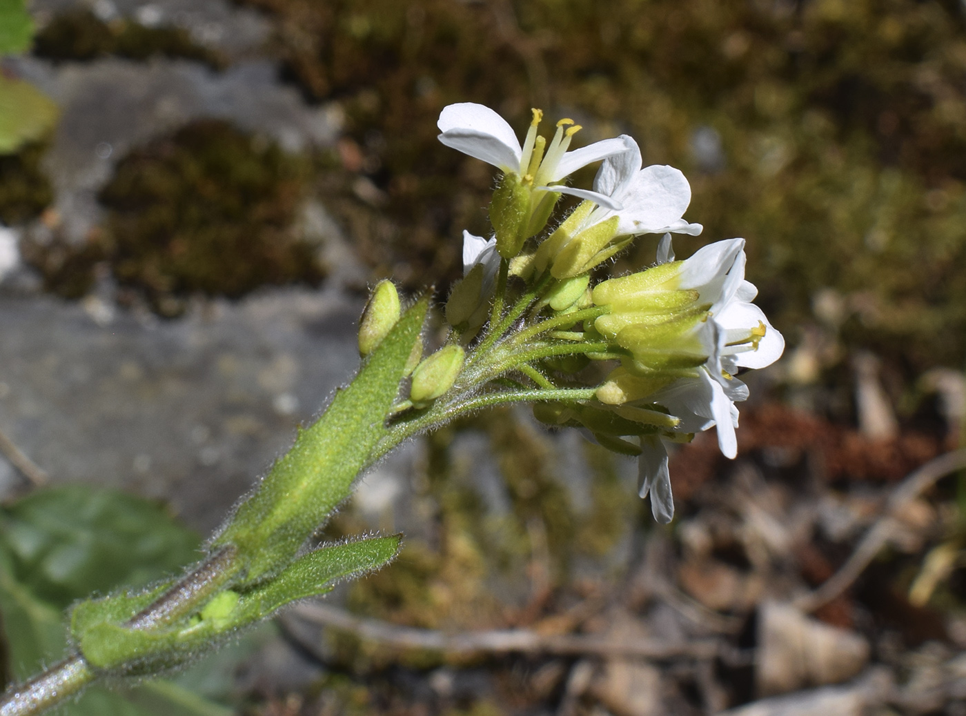 Изображение особи Arabis alpina.