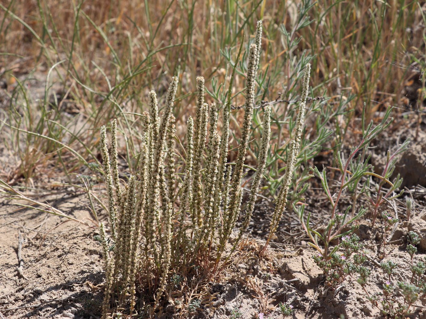 Изображение особи Psylliostachys leptostachya.