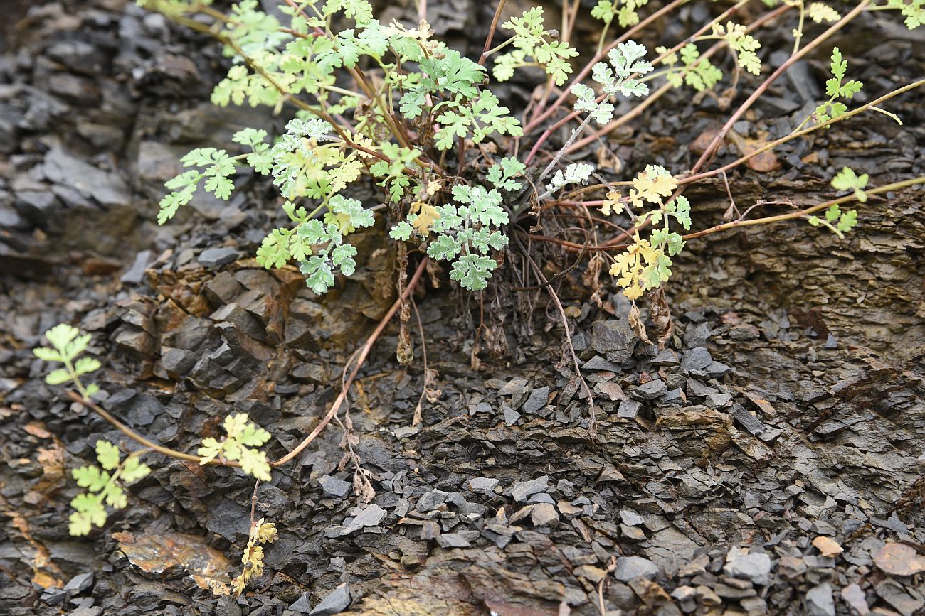 Изображение особи Pyrethrum demetrii.