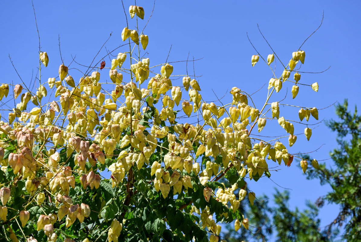 Image of Koelreuteria paniculata specimen.