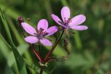 Erodium cicutarium