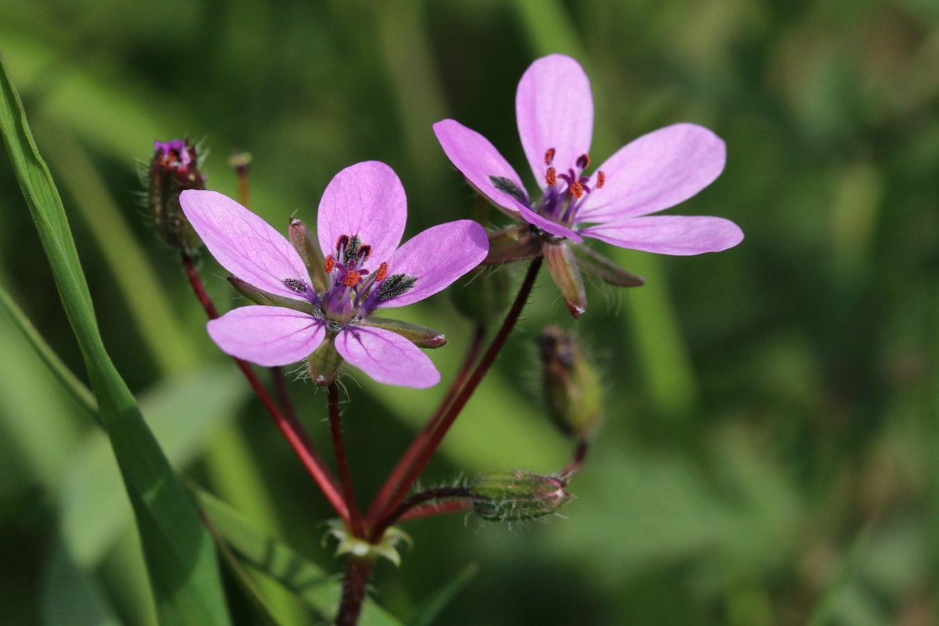 Изображение особи Erodium cicutarium.