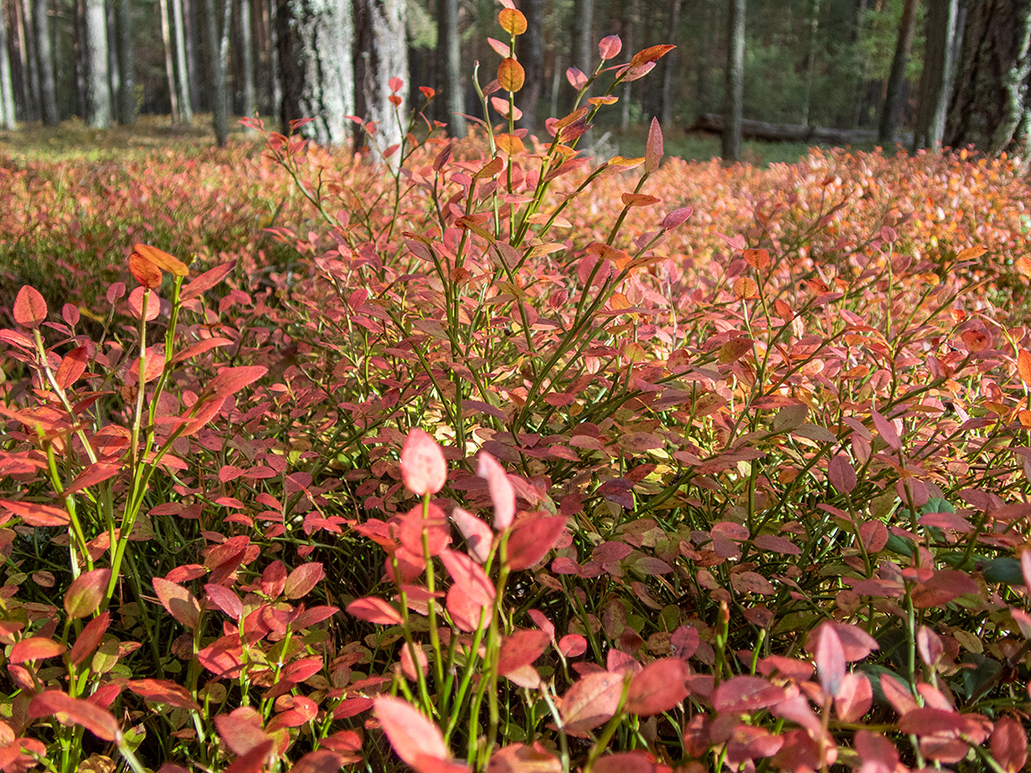 Image of Vaccinium myrtillus specimen.