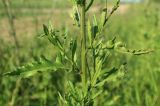 Cirsium arvense