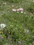 Pyrethrum coccineum. Цветущее растение в сообществе с Thymus. Карачаево-Черкесия, Карачаевский р-н, долина р. Кичкинекол, выс. ≈ 2200 м н.у.м. 16.07.2022.