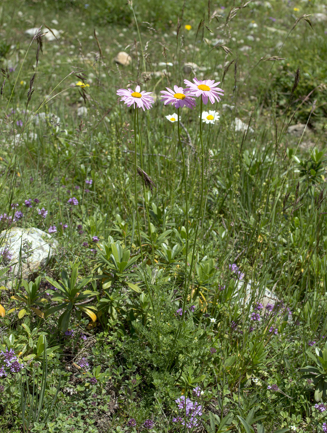 Изображение особи Pyrethrum coccineum.