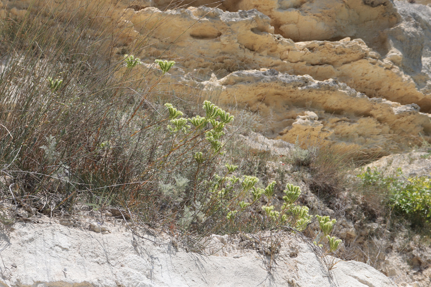 Image of Sedum sediforme specimen.