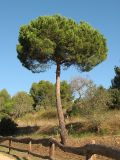 Pinus pinea. Молодое дерево. Испания, Каталония, провинция Girona, Costa Brava, окрестности Sant Feliu de Guíxols. 26 октября 2008 г.