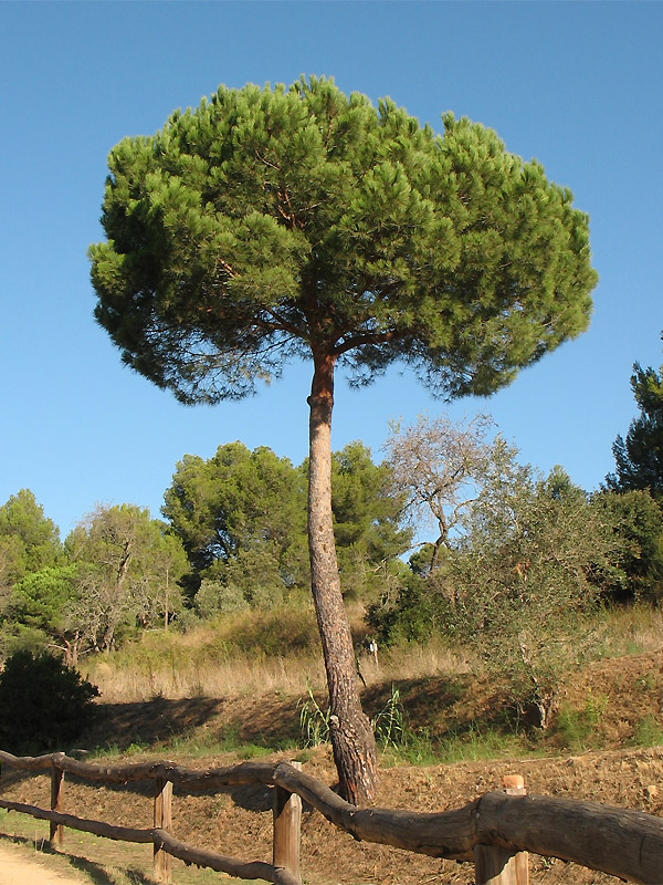 Image of Pinus pinea specimen.