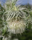 Cirsium echinus